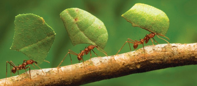 ants stock