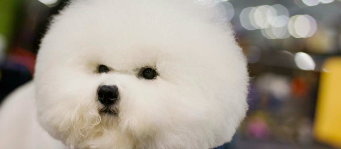 bichon frise